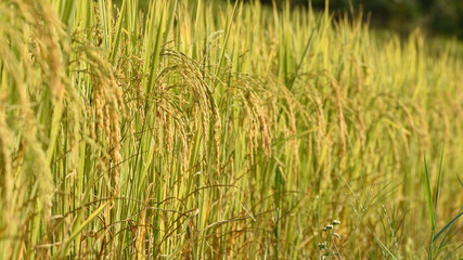 Fototapeta premium close up of ripening rice in a paddy field