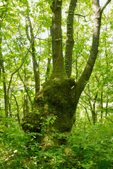 Obraz premium コナラ林