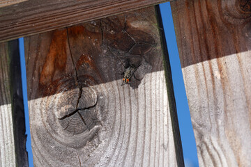 Closeup of a big fly on a wooden board fence