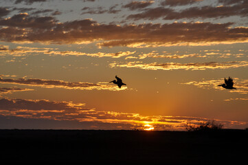 Fototapeta na wymiar Pelicans in flight silhouetted against the setting sun