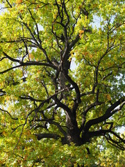 Changes in nature. The green leaves on the spreading branches of the oak begin to turn yellow