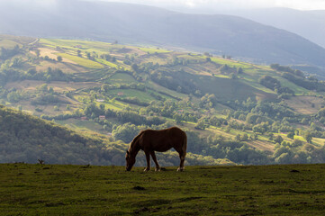 Los valles Pasiegos. Se encuentran en el interior de Cantabria. España. El paisaje de montaña un día nublado, en primer plano un caballo.