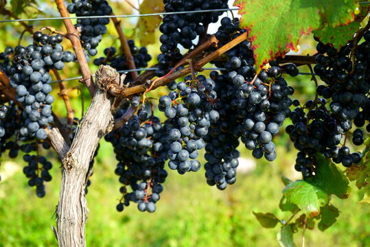 Vineyards of Japanese wineries on a sunny autumn day