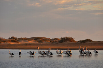Australian pelicans gathered on a shallow sand bank