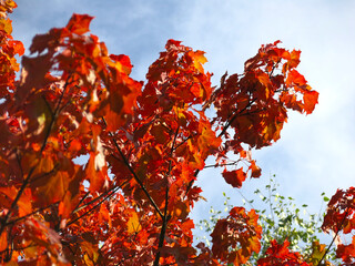 bright red-purple leaves of an autumn maple against a blue sky