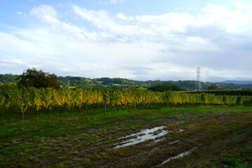 Obraz premium Vineyards of Japanese wineries on a sunny autumn day