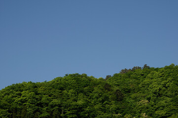 新緑と空