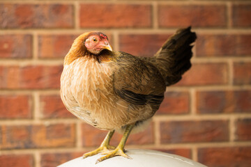 An Australian Game chicken breed