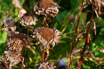Withered and dried Aster flowers with ripe seeds in the garden on a flower bed.