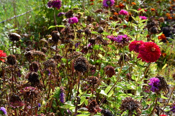 Withered and dried flowers asters with ripe seeds and blooming red and purple zinnias in the garden in the flowerbed.