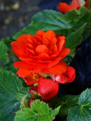 pink and red flower of begonia potted plant close up