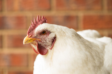 Large white broiler meat chicken hen