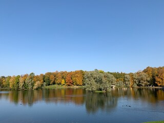 Golden trees on the lake in the fall time