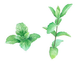 ハーブ：ミントの水彩イラスト（トレースベクター） © Keiko Takamatsu