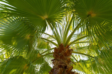 Obraz premium look up at green tall coconut palm trees with sunshine blue sky background. sunlight rays shine through leaves. High quality photo