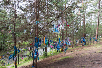Fototapeta na wymiar Wish trees with colorful ribbons in a coniferous forest near a hot mineral spring. The popular balneological resort of Buryatia, Goryachinsk. Summer