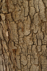 Tree bark texture natural pattern background . High quality photo