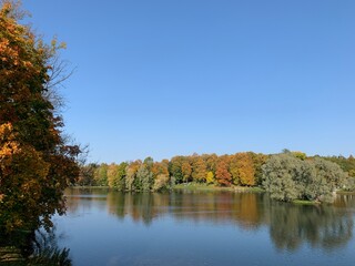 Fototapeta premium Golden trees on the lake in the fall time