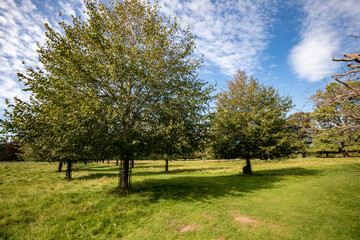 Obraz premium tree with blue sky