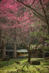 pink cherry sakura in garden