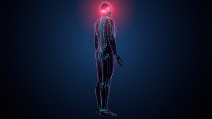 3d illustration of human skeleton skull temporal bone anatomy © PIC4U