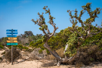  dried up cedar  tree ,white sand,blue water,beach ,Chrissi island.
