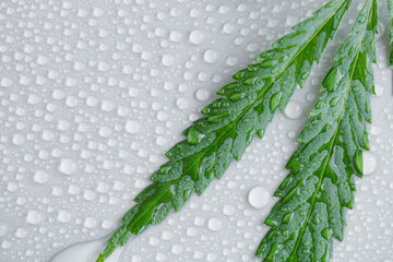 Hemp leaf close-up or cannabis macro, on a light neutral background with lots of water drops or condensation. Top view, flat layout. Template or layout
