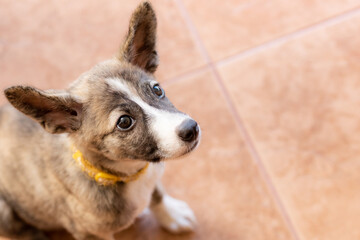 タイルの床の上にいる茶色い子犬のクローズアップ