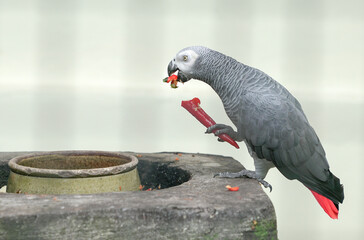 African Grey Parrot eating a red chilly