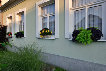 Natural flower pots with colorful flowers on the windowsills of our house