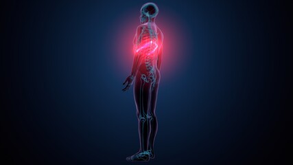 3d illustration of human skeleton anatomy rib cage