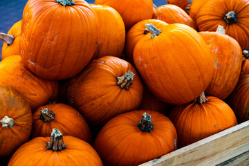 Pile of ripe orange pumpkins ready for Halloween.  