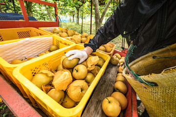 日本の収穫期の梨園の有袋栽培の梨の収穫