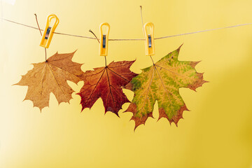 Yellow maple leaves pinned on a rope on a yellow background