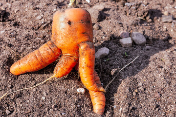 figured carrot on the ground