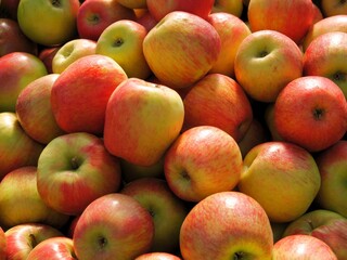 multicolor tasty apples as wholesome food