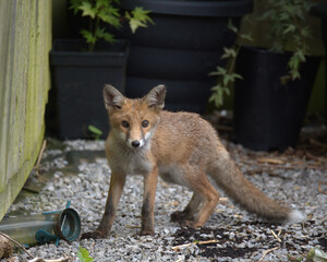 Juvenile Red fox in the garden.