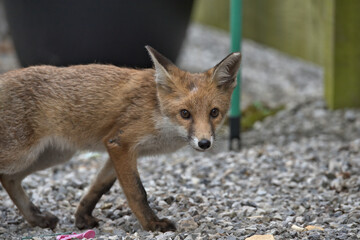 Juvenile Red fox in the garden.