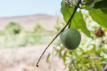 Young green mangos hang from a mango tree.