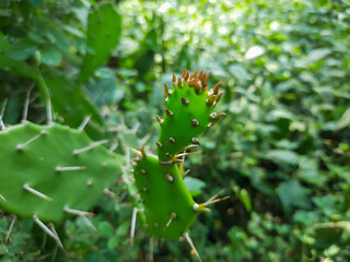 Naklejka premium cactus in the jungle, cactus plant in the Indian forest, Opuntia monacantha plant in wild, wild cactus plant. 
