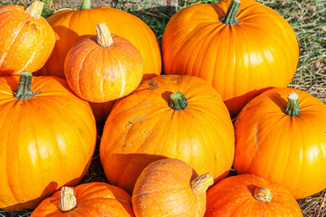 Natural autumn fall view pumpkin on eco farm background. Inspirational october or september wallpaper. Change of seasons, ripe organic food concept. Halloween party Thanksgiving day.