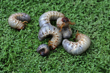 Some horn beetle larvae (Oryctes rhinoceros) on the green grass. The horn beetle larvae will later turn into cocoons and then become horn beetles, and are agricultural pests. Yogyakarta, Indonesia