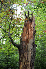 Baumsterben