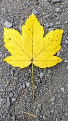 Yellow Maple Leaf on Grey Stony Background