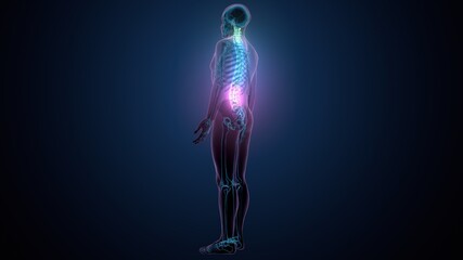 3d render of human body spinal bone anatomy
