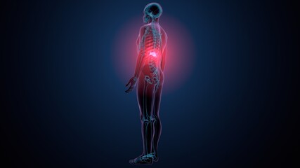 3d render of human skeleton lumber bone anatomy
