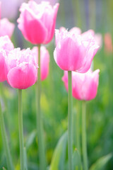 チューリップ