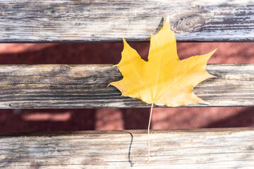 leaf on a wooden background