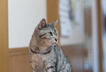 見つめる猫ちゃん　サバトラ猫