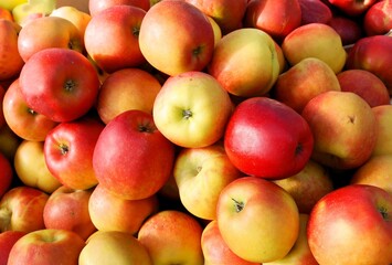 multicolor tasty apples as wholesome food